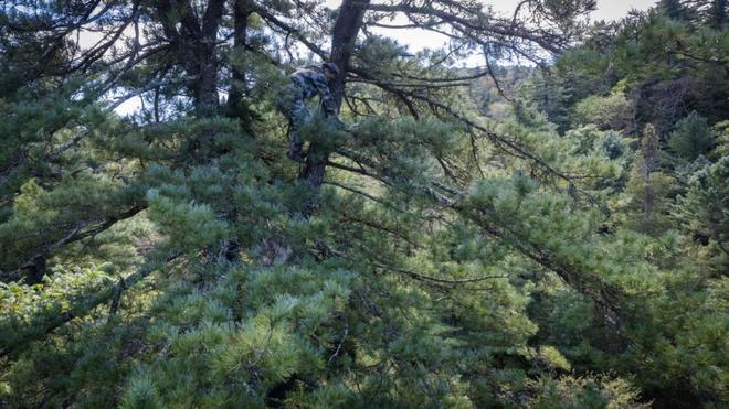 良品铺子寻味良品溯源长白山红松还原一颗真实的“笨松子”